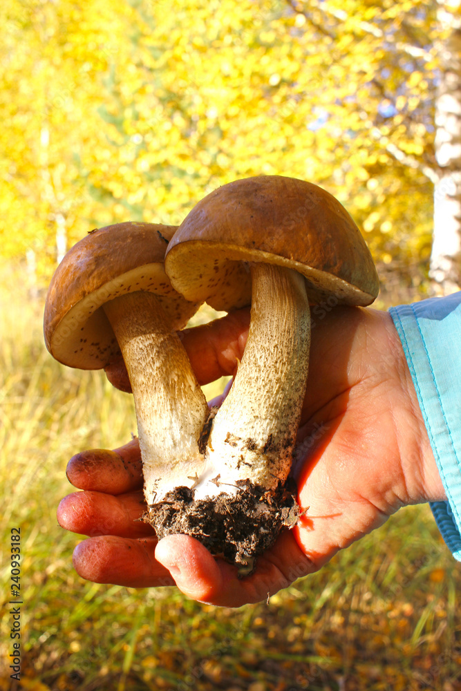 Colorful fresh edible white mushrooms in hand, blurred autumn forest on background, mushrooms picking concept.