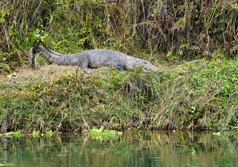Crocodile at Chitwan National Park, along the Rapti river in Nepal Crocodile at Chitwan National Park, along the Rapti river in Nepal