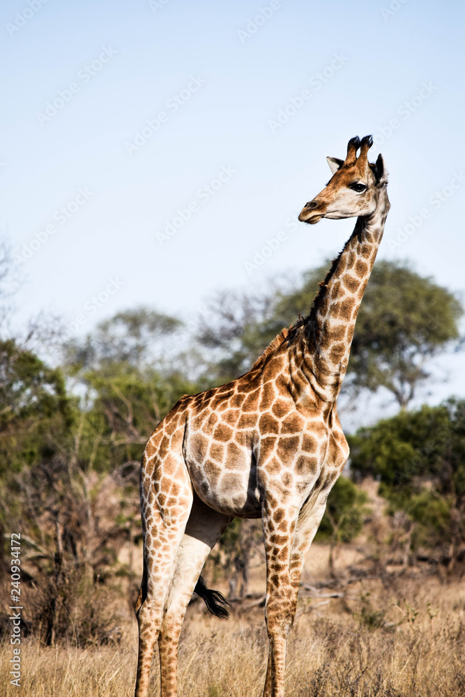 Obraz premium Giraffe on Safari
