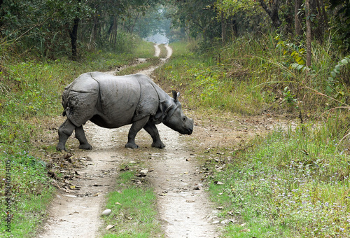 Rhino crossing a jungle road in Chitwan National Park, Nepal © Zoran Karapancev