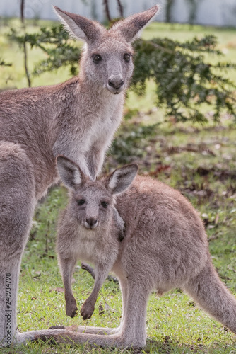 Close up of Australian Eastern Grey Kangaroo mother and joey in portective stance in grassland. Portrait format. Nature image without manipulation