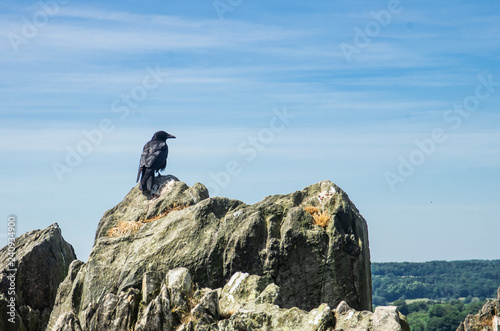 bird crow on top of mountain