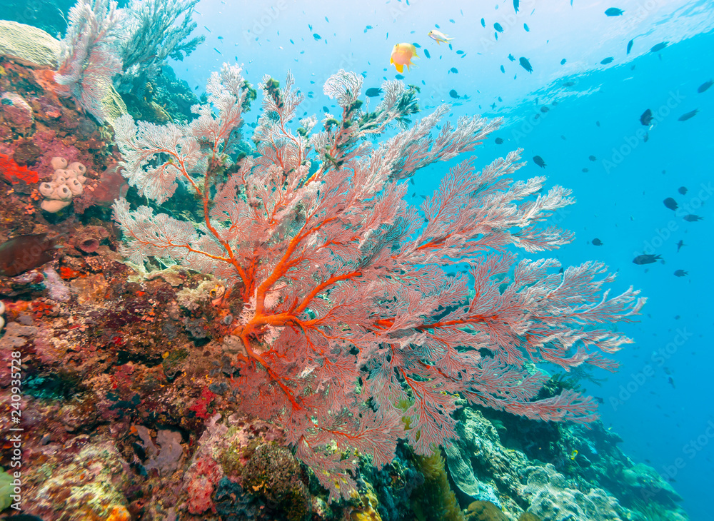 Fototapeta premium Coral garden in Caribbean
