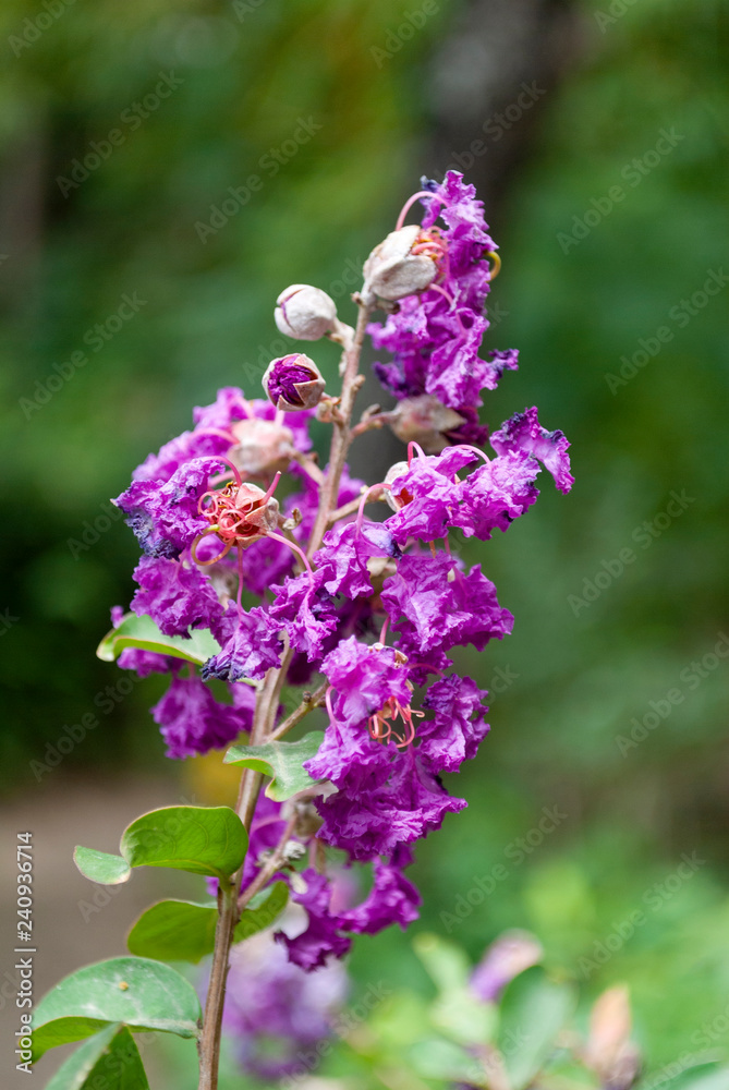 Obraz premium Spring detail on natural magenta flowers outdoors in latin america. Guatemala.