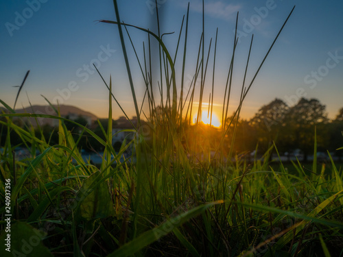 Sunset through the grass