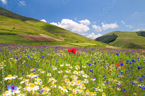 Flowery plain. The plain of Castelluccio - Italy, in bloom during the spring. photo