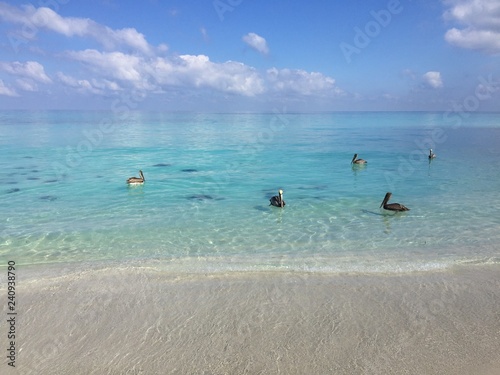 beach and sea , cuba , varadero,  pelican  © A Schmidt