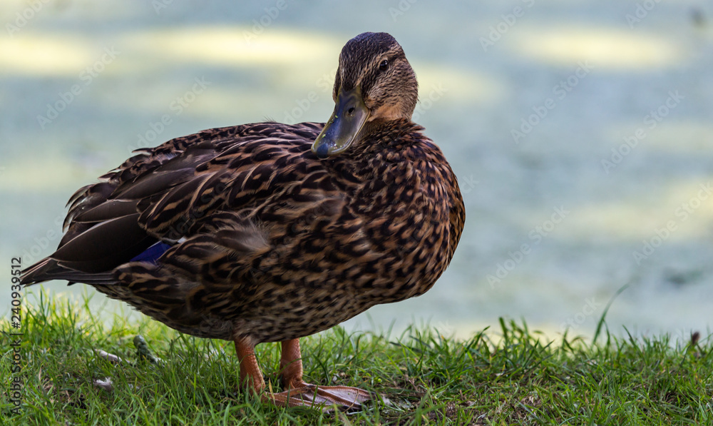 Fototapeta premium Ducks