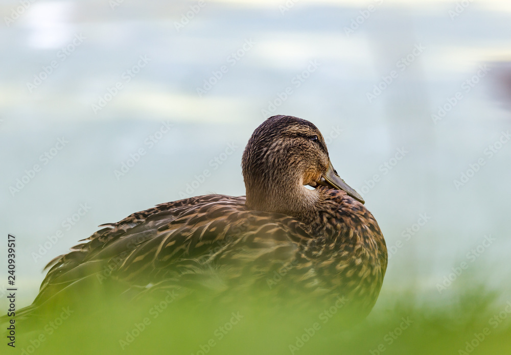 Fototapeta premium Ducks