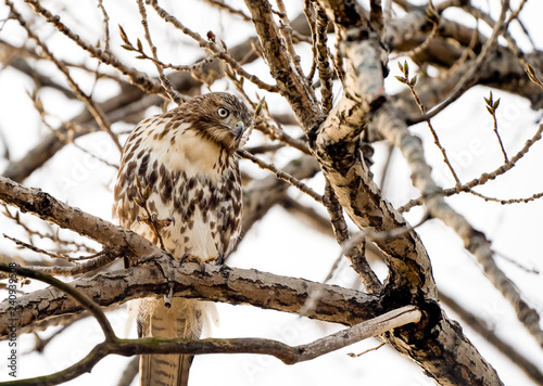 Red tailed hawk perched