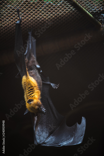 Bat hanging in the steel cage at Khao Kheow open zoo in Thailand.