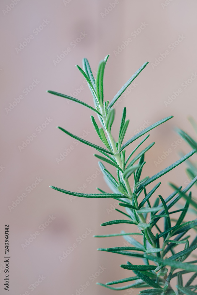 Obraz premium rosemary