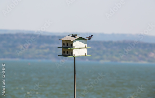 Purple Martin (Progne subis) perched on House with Lake in BG photo