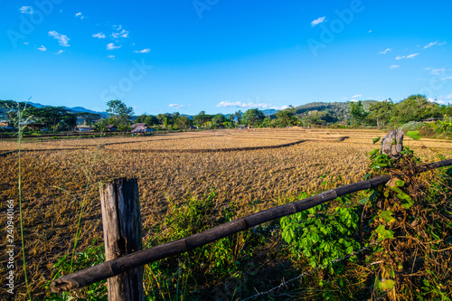 Agricultural field in Mueang Khong district photo