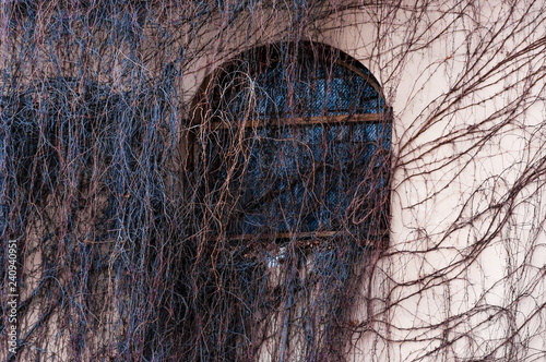 Fully overgrown facade arch window with wild vine, grape plant. Spooky bare branches covering the house wall photo