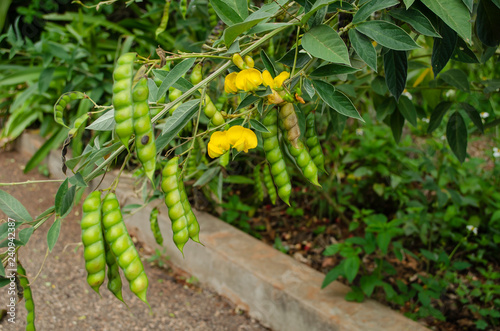 Yellow Blossoms Green Pods Pigeon Peas On Branch photo