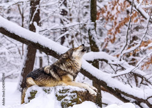 Howling Wolf © JRey_Photo