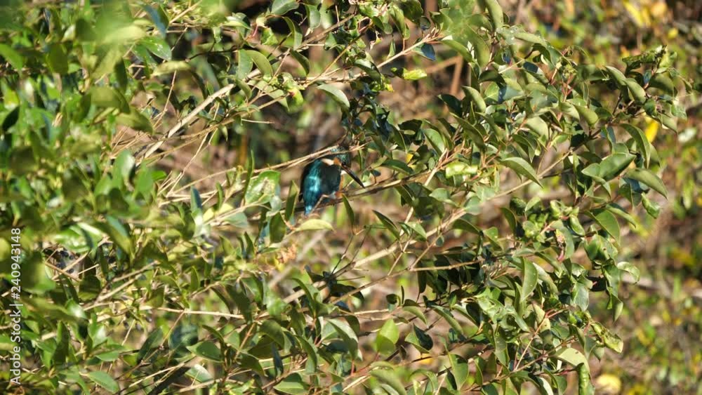 Tokyo,Japan-December 29, 2018: Alcedo atthis or kingfisher or halcyon on a branch around a pond. Tokyo,Japan-December 29, 2018: Alcedo atthis or kingfisher or halcyon on a branch around a pond.