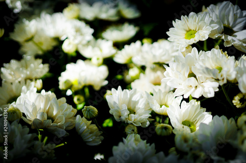 Tableau sur toile White barberton daisy is blossoming in winter At the agricultural fair held every year in Chiang Mai