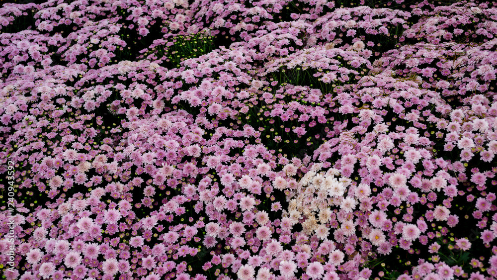Purple Chrysanthemum Many are blooming beautifully in the winter of 2018 in Chiang Mai. Suitable to be used as a background image and wallpaper.