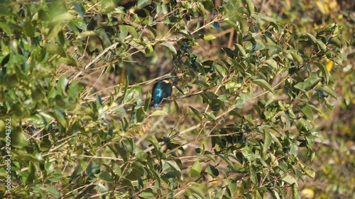 Tokyo,Japan-December 29, 2018: Alcedo atthis or kingfisher or halcyon on a branch around a pond.
