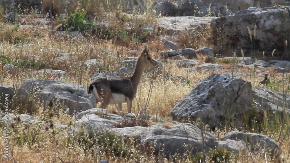 Israeli mountain gazelle standing in the field Israeli mountain gazelle standing in the field