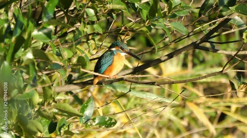 Tokyo,Japan-December 29, 2018: Alcedo atthis or kingfisher or halcyon on a branch around a pond.
