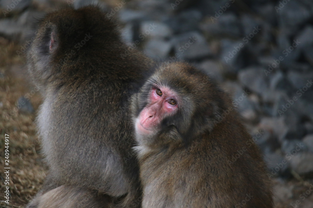 Naklejka premium Monkey