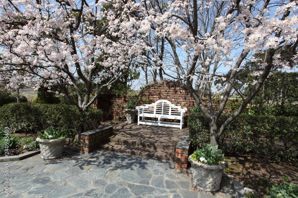 スモモの花と白いベンチ