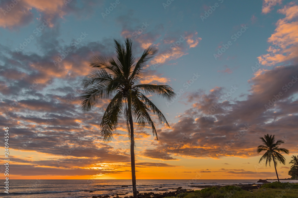 Palm tree and orange tropical sunset