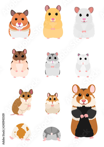 Fototapeta Naklejka Na Ścianę i Meble -  collection of hamster breeds