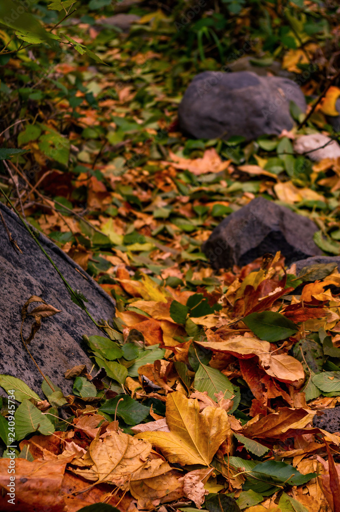 Leaf Pathway Leaf Pathway