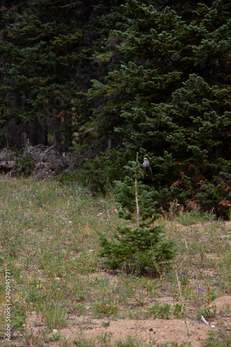 Lost Creek Wilderness Summer 2018