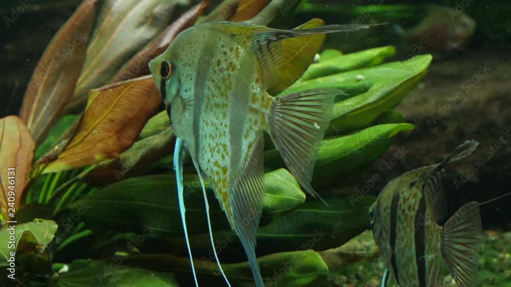 An angelfish stays in place facing left. with pectoral fins fluttering