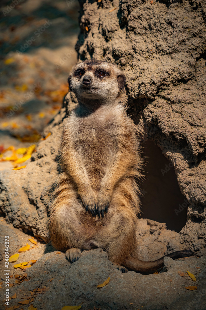 Fototapeta premium Meerkat Thinking