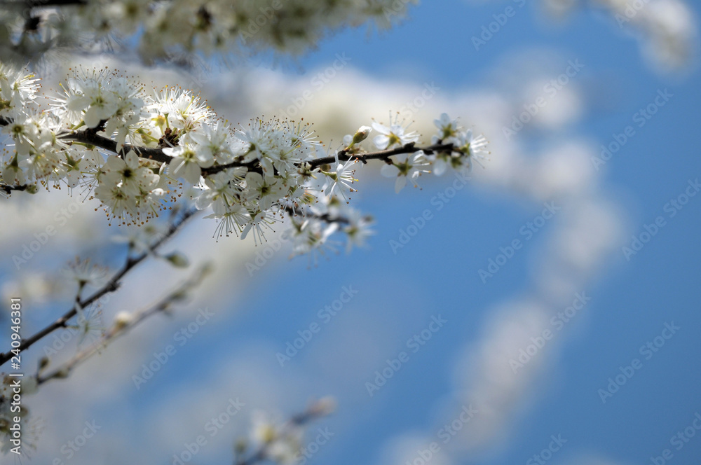 Obraz premium Blackthorn blooming branch