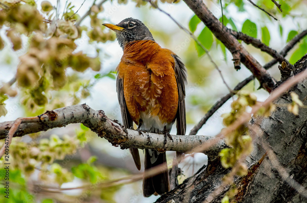 Robin in Tree Searching Robin in Tree Searching