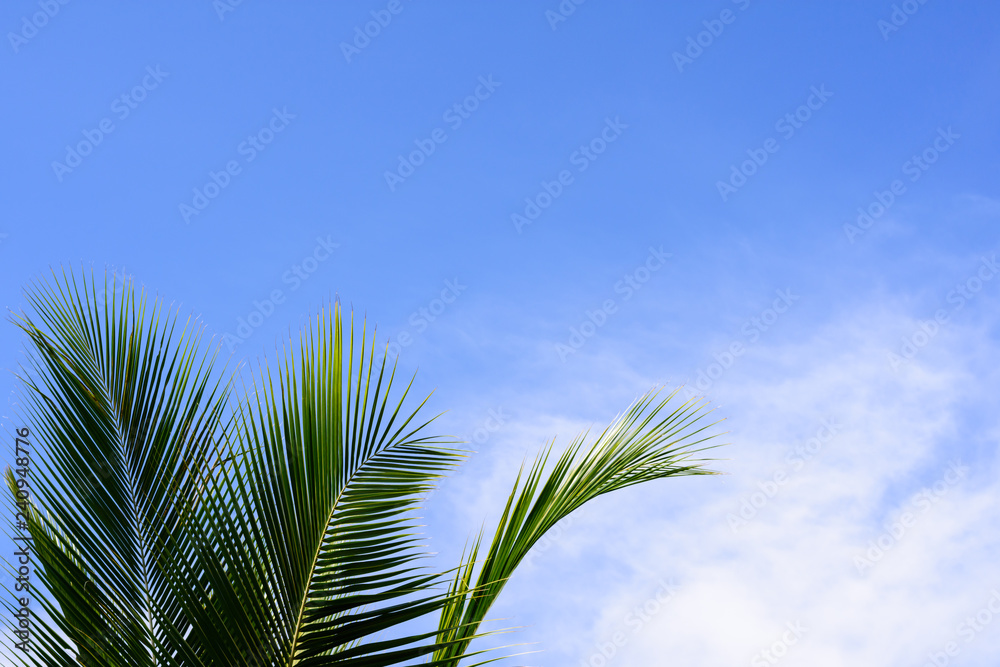 Coconut or palm leaf against cloud blue sky background. Sunny day concept.