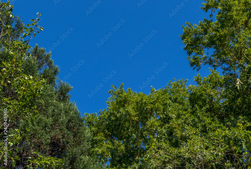 A small piece of blue sky visible through a gap in the forest canopy A small piece of blue sky visible through a gap in the forest canopy