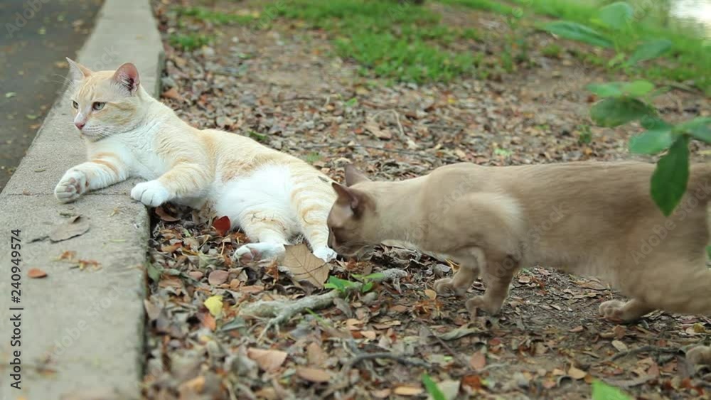 Brown Cat Smelling But Cat Annoyed and Try to Slap Brown Cat 