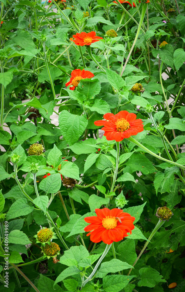 Zinnia violacea Cav / flower of red in the Zinnia violacea field with green leaves Zinnia violacea Cav / flower of red in the Zinnia violacea field with green leaves