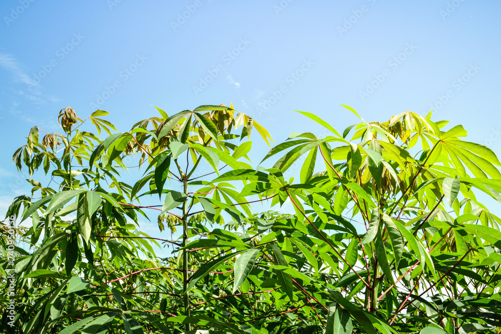 cassava plantation agriculture / leaves branch on cassava tree with sunlight and sky background