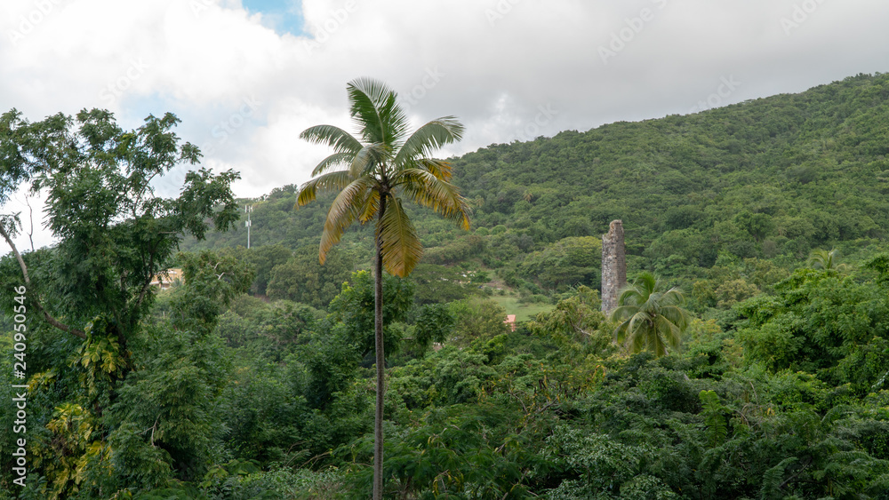 Fototapeta premium palm tree