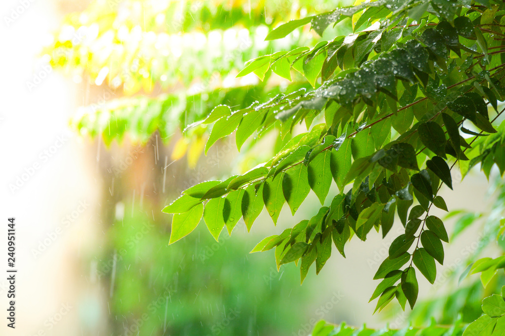 raining nature / green leaf with rain falls drops background - Leaves of star gooseberry tree