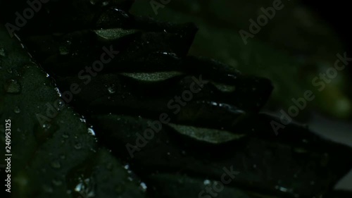 Leaves of hemp bush growing indoors