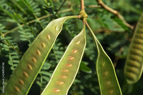 Leucaena leucocephala plant