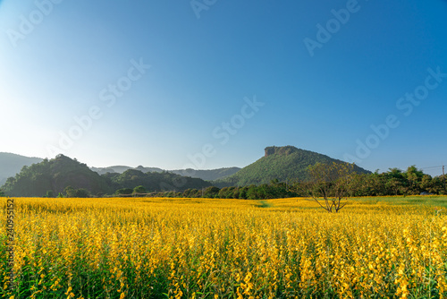 Sunn Hemp field 