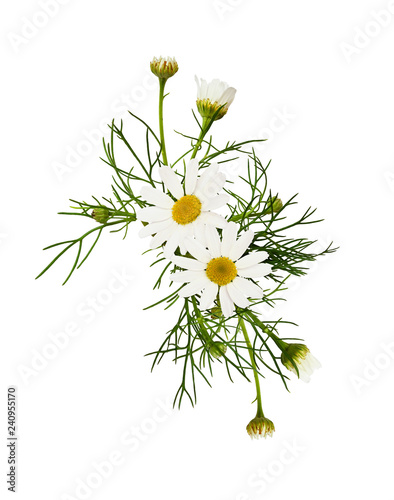 Fototapeta Naklejka Na Ścianę i Meble -  Daisy flowers arrangement