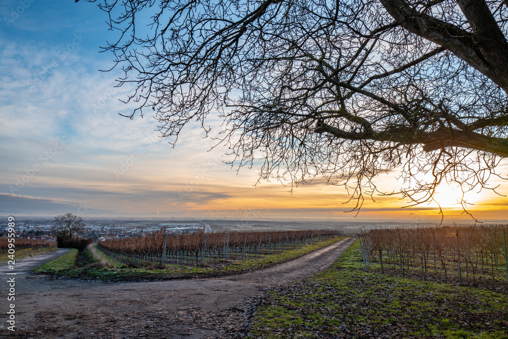 Fototapeta premium walnut tree in winter at sunrise