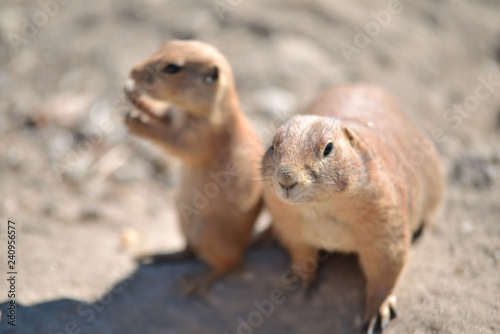 prairie dog at the zoo, budapest